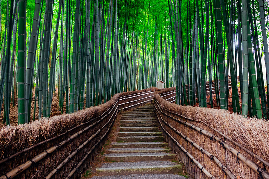 Bambus – der härteste Grashalm der Welt!